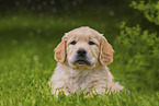 Golden Retriever Puppy