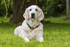 Golden Retriever in summer