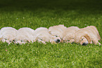 Golden Retriever Puppies