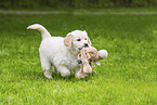 Golden Retriever Puppy