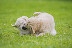 Golden Retriever Puppies