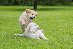 Golden Retriever Puppies