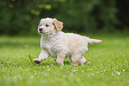 Golden Retriever Puppy