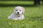 Golden Retriever Puppy