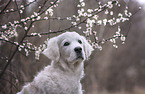 Golden Retriever Puppy