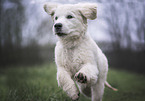 Golden Retriever Puppy