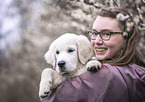 Golden Retriever Puppy