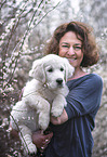 Golden Retriever Puppy