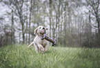 Golden Retriever Puppy