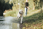 male Golden Retriever