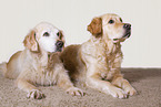 2 Golden Retriever