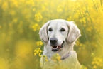 female Golden Retriever