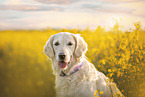 female Golden Retriever