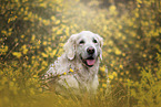 female Golden Retriever