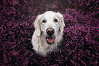female Golden Retriever