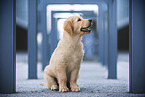 Golden Retriever Puppy