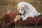 pregnant woman with Golden Retriever