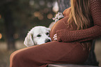 pregnant woman with Golden Retriever