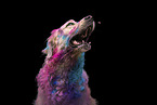coloured Golden Retriever