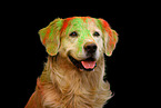 Golden Retriever at holi shooting