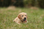 Golden Retriever Puppy