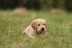 Golden Retriever Puppy