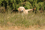 Golden Retriever Puppy