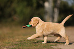 Golden Retriever Puppy