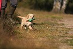 Golden Retriever Puppy