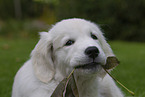 Golden Retriever Puppy