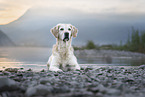 female Golden Retriever