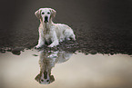 female Golden Retriever