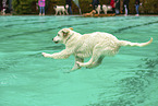 Golden Retriever at swimming bath