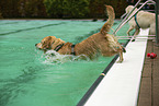 Golden Retriever at swimming bath