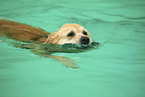 Golden Retriever at swimming bath