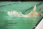 Golden Retriever at swimming bath