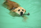 Golden Retriever at swimming bath