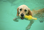 Golden Retriever at swimming bath