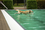 Golden Retriever at swimming bath