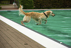 Golden Retriever at swimming bath