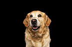 Golden Retriever Portrait