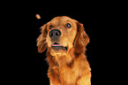 Golden Retriever Portrait