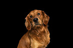 Golden Retriever Portrait