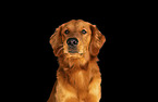 Golden Retriever Portrait