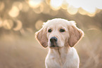 Golden Retriever Puppy