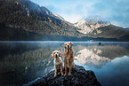 2 Golden Retriever