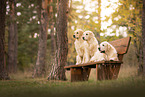 3 Golden Retriever