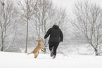 young Golden Retriever