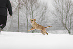 young Golden Retriever