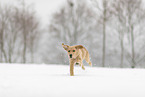 young Golden Retriever